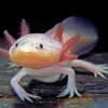 Axolotl breeders