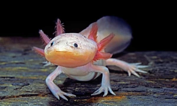 Axolotl breeders