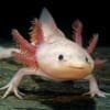 Axolotl for sale near me