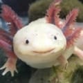 Axolotl for sale online