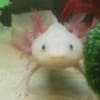 baby Axolotl for sale