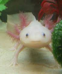 Baby Axolotl For Sale Near Me Pet Axolotl For Sale Online Breeders