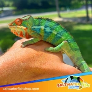 panther chameleons for sale