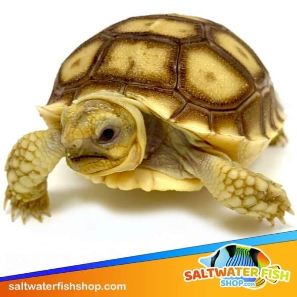 African Sulcata tortoise