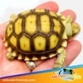 Sulcata for sale