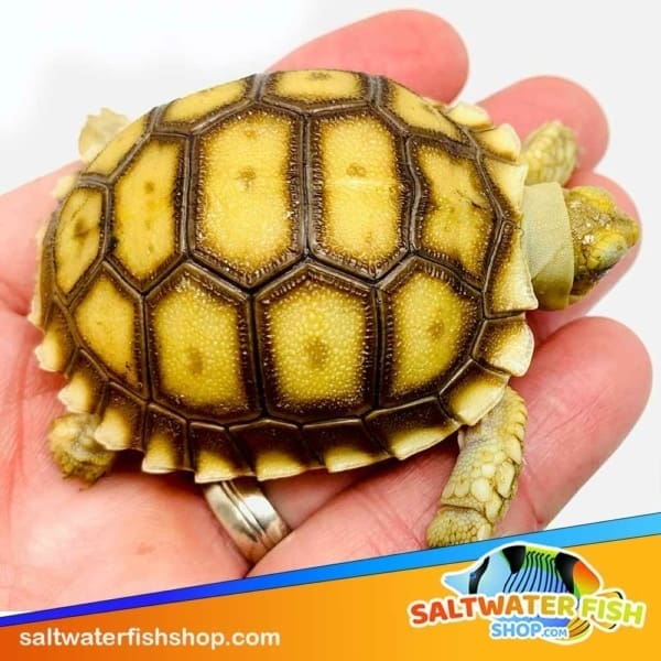 Sulcata for sale
