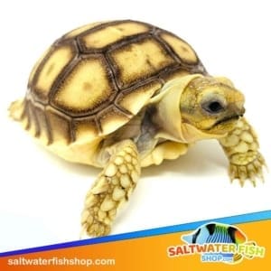 Sulcata tortoise for sale