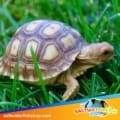 Sulcata tortoise for sale