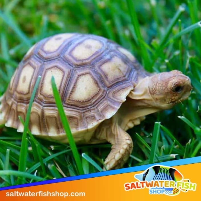 Sulcata tortoise for sale baby African Spurred tortoises for sale