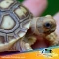 African Sulcata tortoise for sale