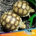 baby Sulcata