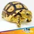 baby Sulcata tortoise for sale