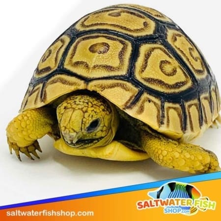 leopard tortoise for sale