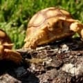 tortoise for sale