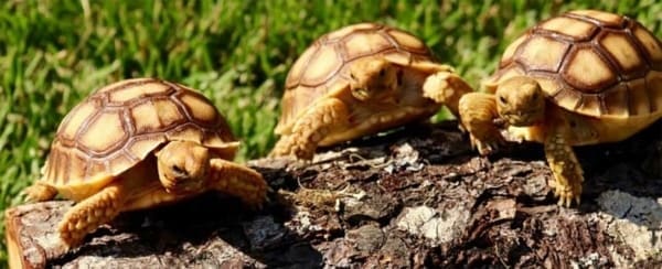 tortoise for sale