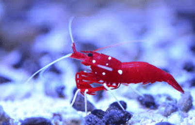 blood red fire shrimp