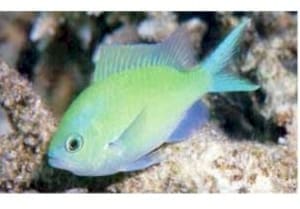 green chromis