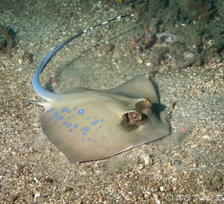 stingray for sale