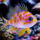 Blotchy Anthias