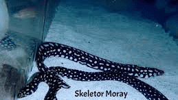 Skeletor Eel