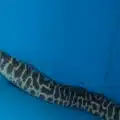 chainlink moray eel