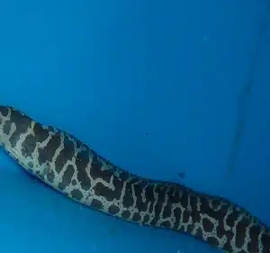 chainlink moray eel