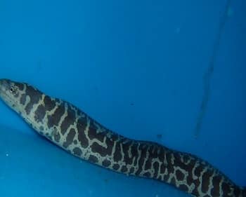 chainlink moray eel