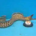 tiger moray eels for sale