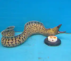 tiger moray eels for sale