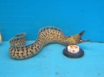 tiger moray eels for sale