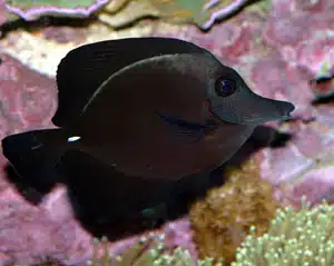 black tang for sale