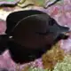black tang for sale