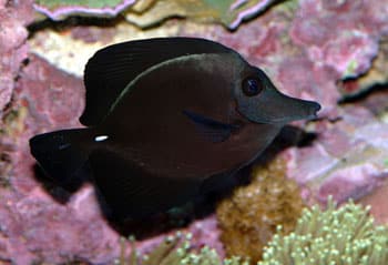 black tang for sale