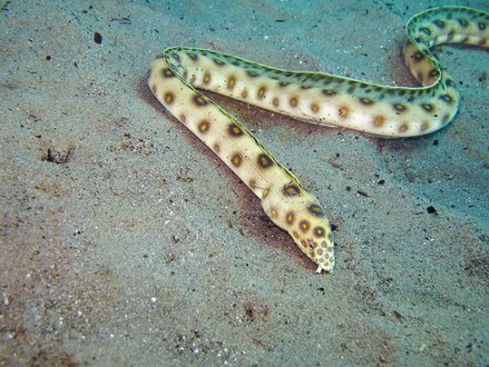 gold spot snake eel for sale