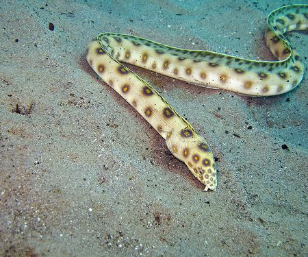 gold spot snake eel for sale