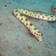 gold spot snake eel for sale