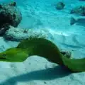 green moray eel for sale