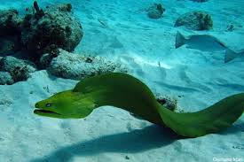 green moray eel for sale