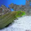 green wolf eel for sale