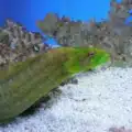 green wolf eel for sale