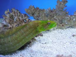 green wolf eel for sale