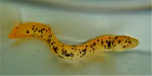 Yellow Canary Eel