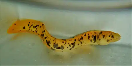 Yellow Canary Eel