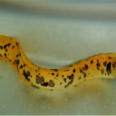 Yellow Canary Eel