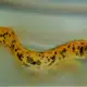 Yellow Canary Eel