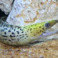 Yellow head moray for sale