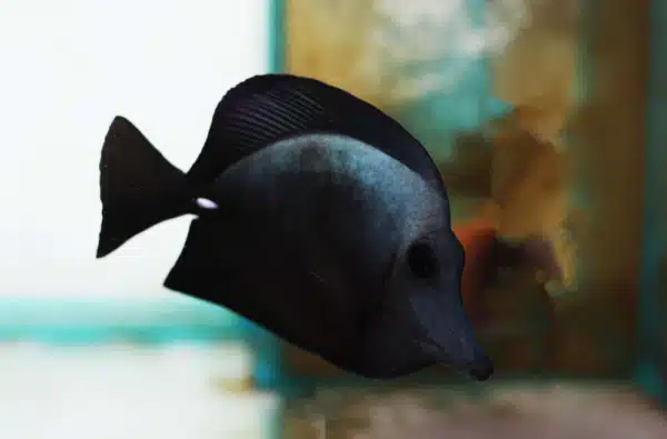 black tang for sale