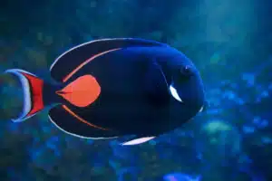 Achilles Tang for sale