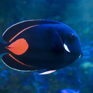 Achilles Tang for sale