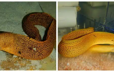 gold spotted moray eel